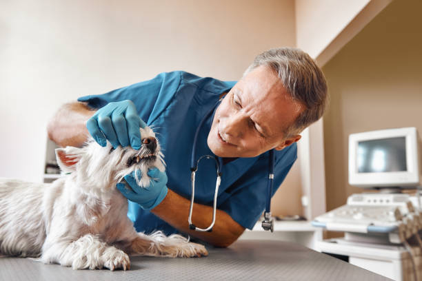 Best Emergency Dental Care for Trauma or Injury in Villanova, PA